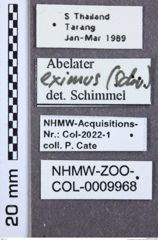 Etiketten zu Paracalais obliquus (NHMW-ZOO-COL-0009968)